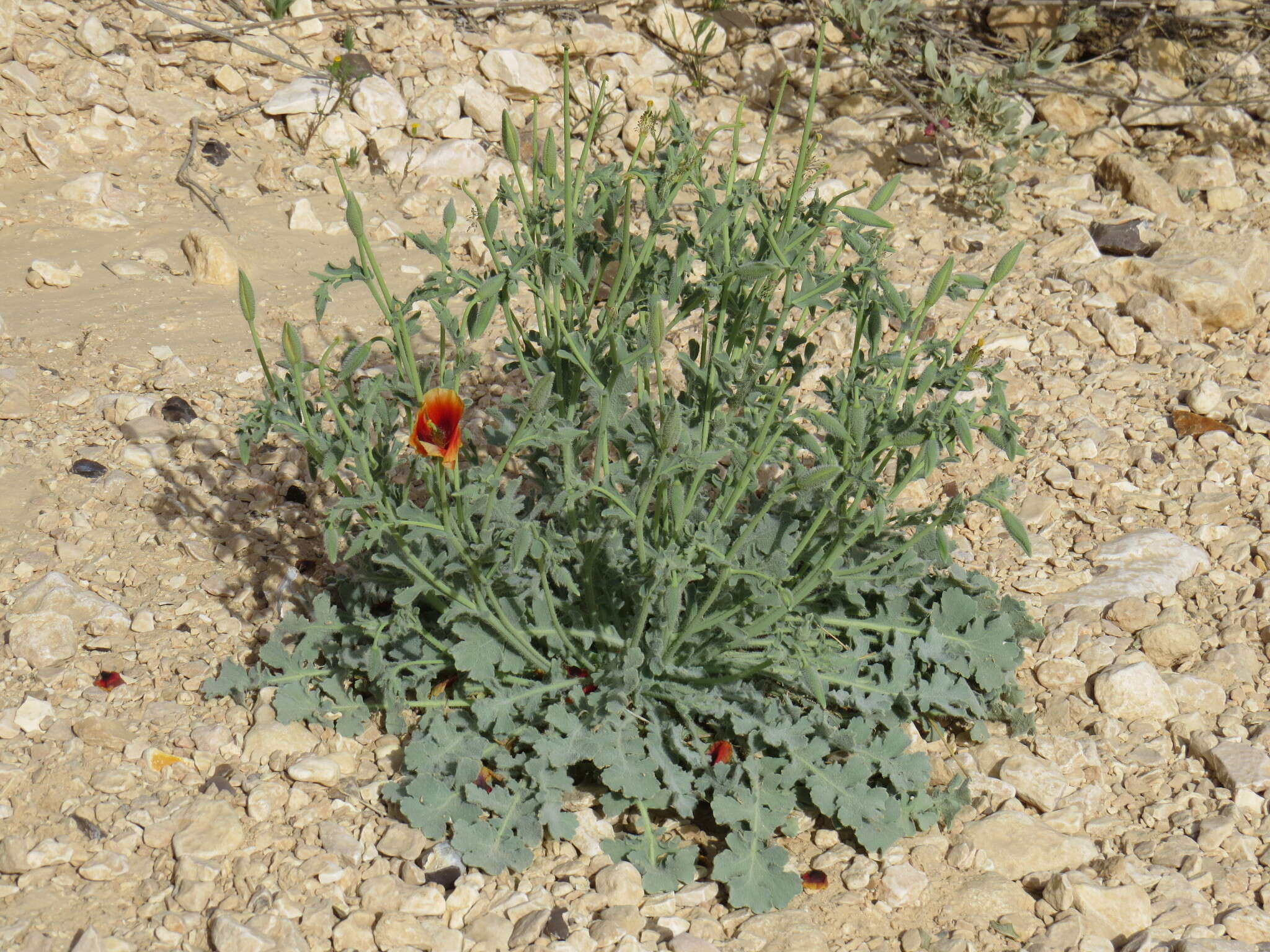 Image of Glaucium arabicum Fresen.