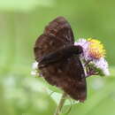 Image of Aethilla echina coracina Butler 1870