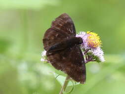 Image of Aethilla echina coracina Butler 1870