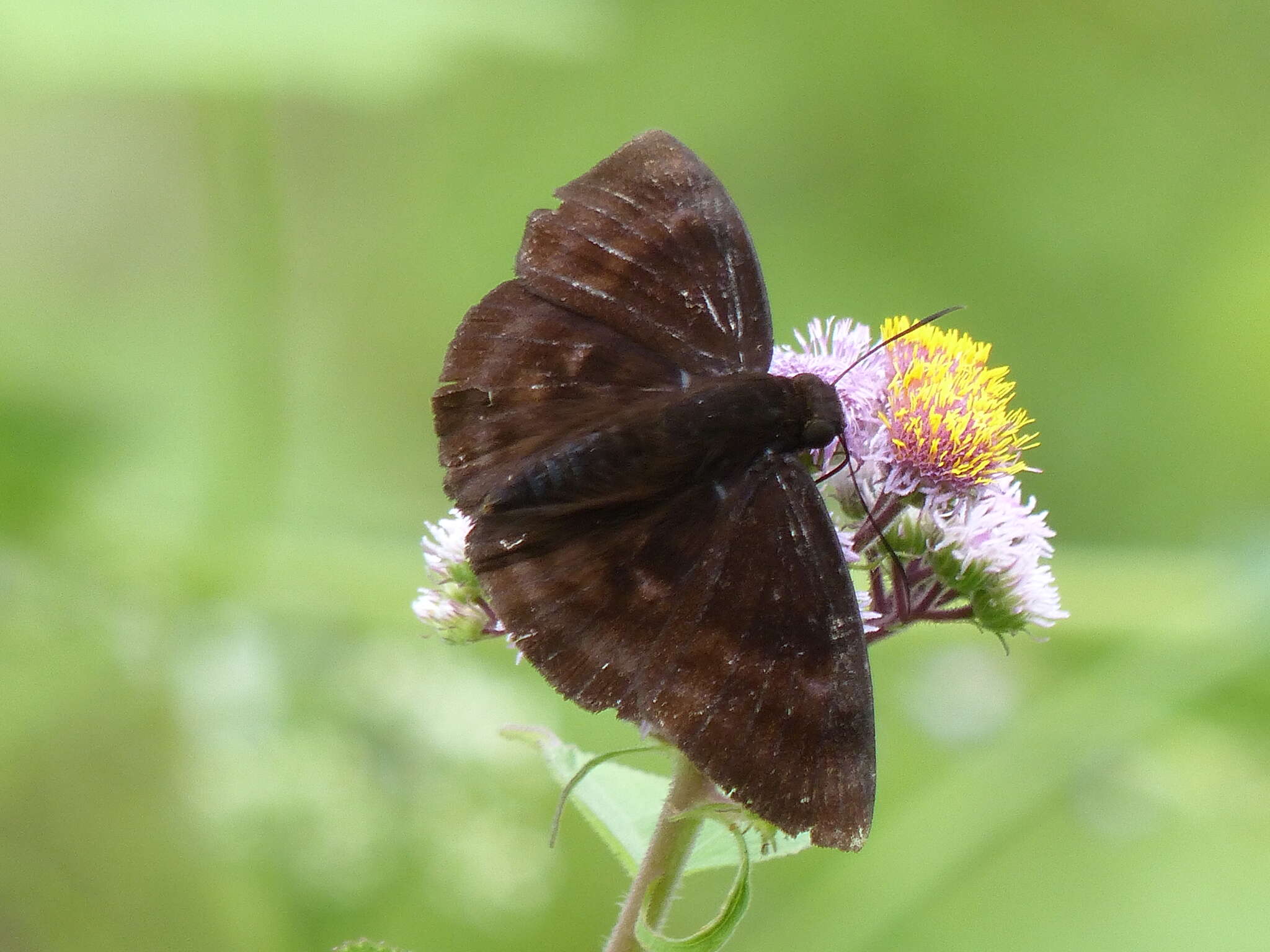 Image of Aethilla echina coracina Butler 1870