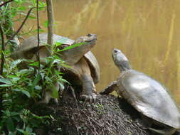 Image of Llanos Sideneck Turtle