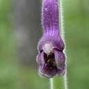 Image of Aconitum desoulavyi Komarov