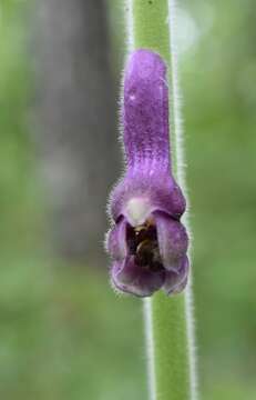 Imagem de Aconitum desoulavyi Komarov