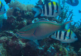 Image of Three-colour Parrotfish