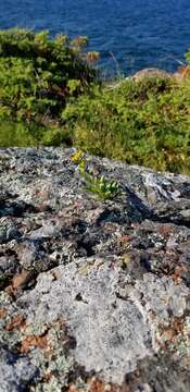 Image of Solidago simplex var. ontarioensis (Ringius) G. S. Ringius