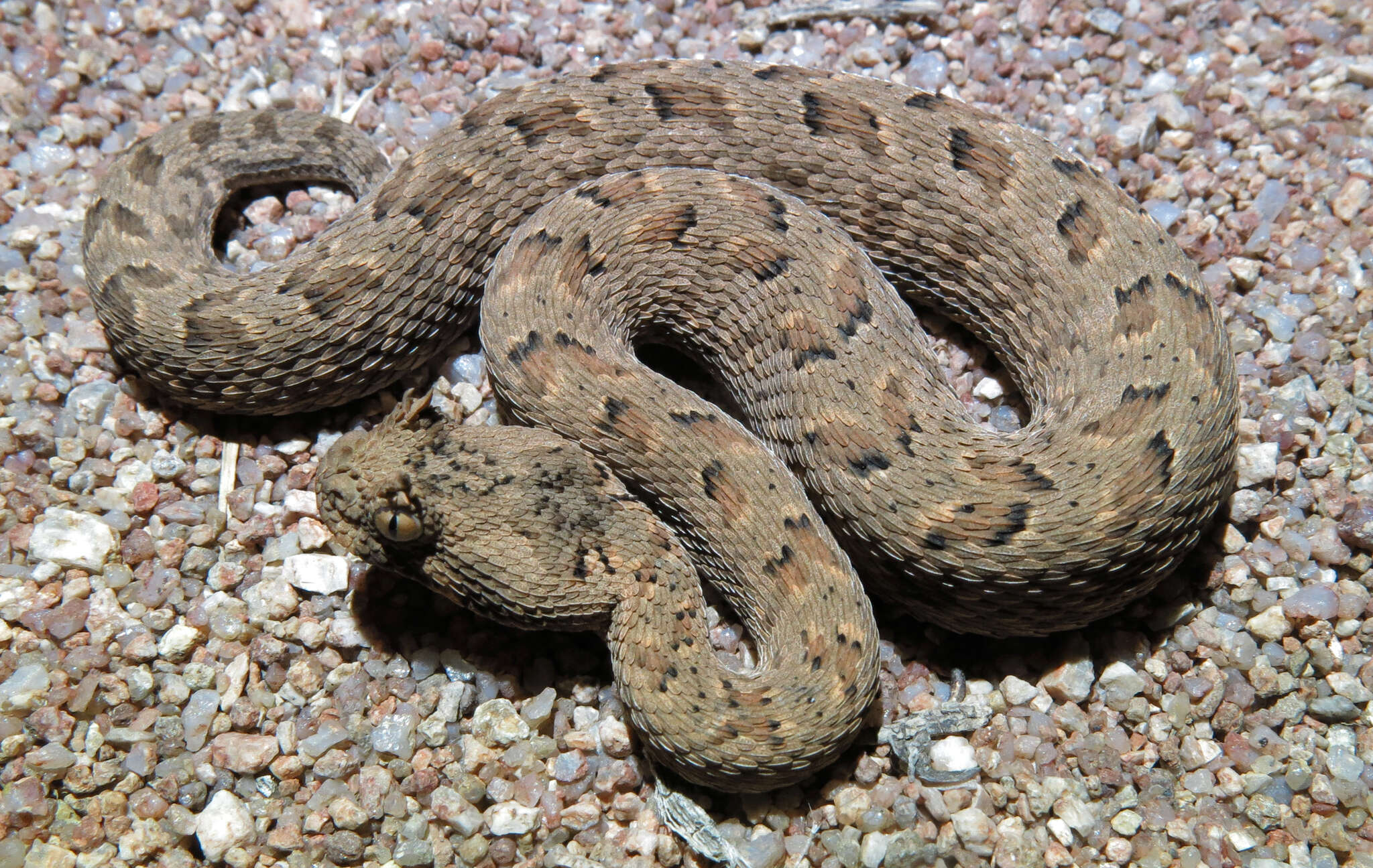 Image of Many-horned adder