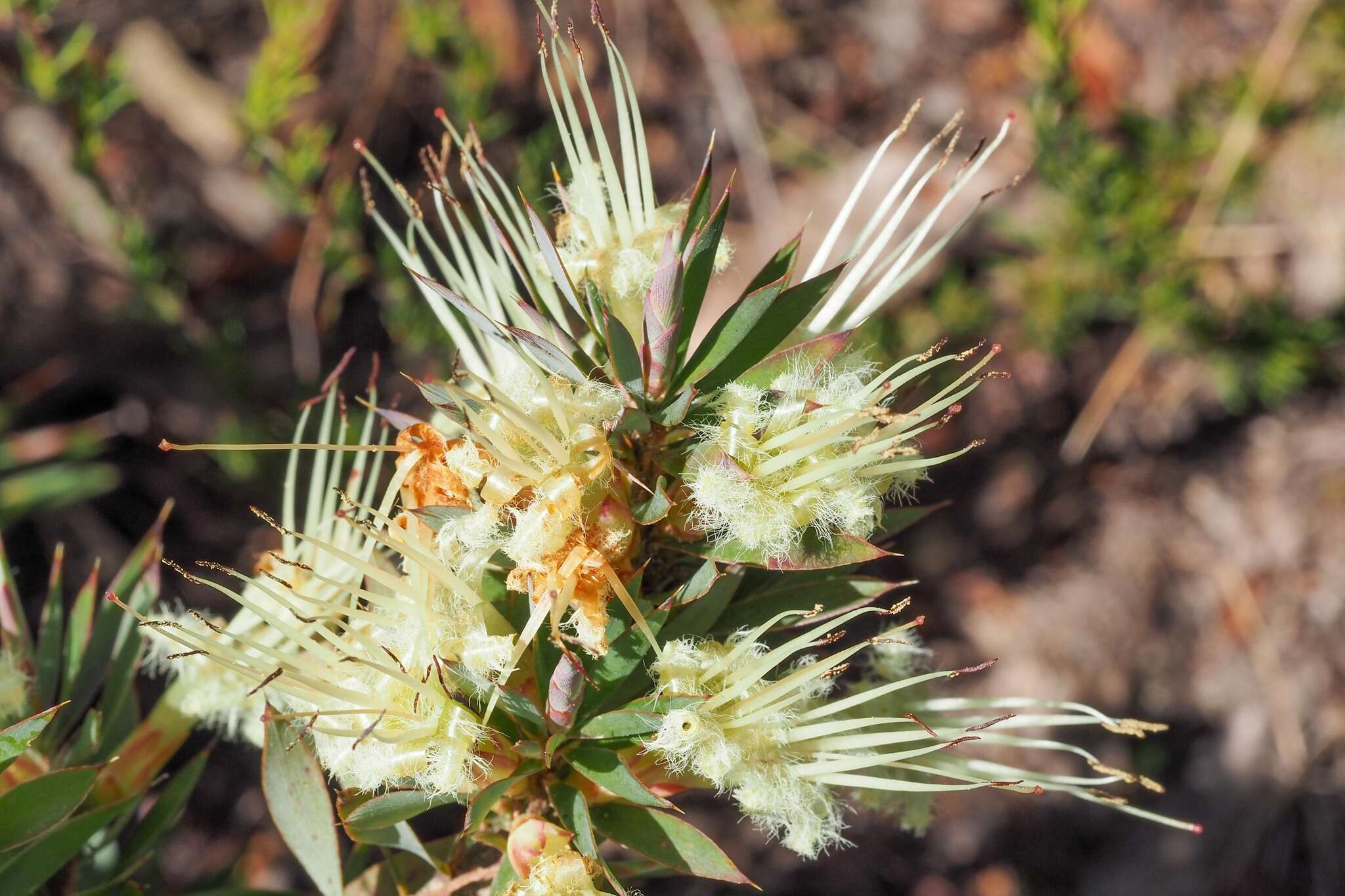 Image of Styphelia adscendens R. Br.