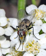 Imagem de Limnophora quaterna (Loew 1852)