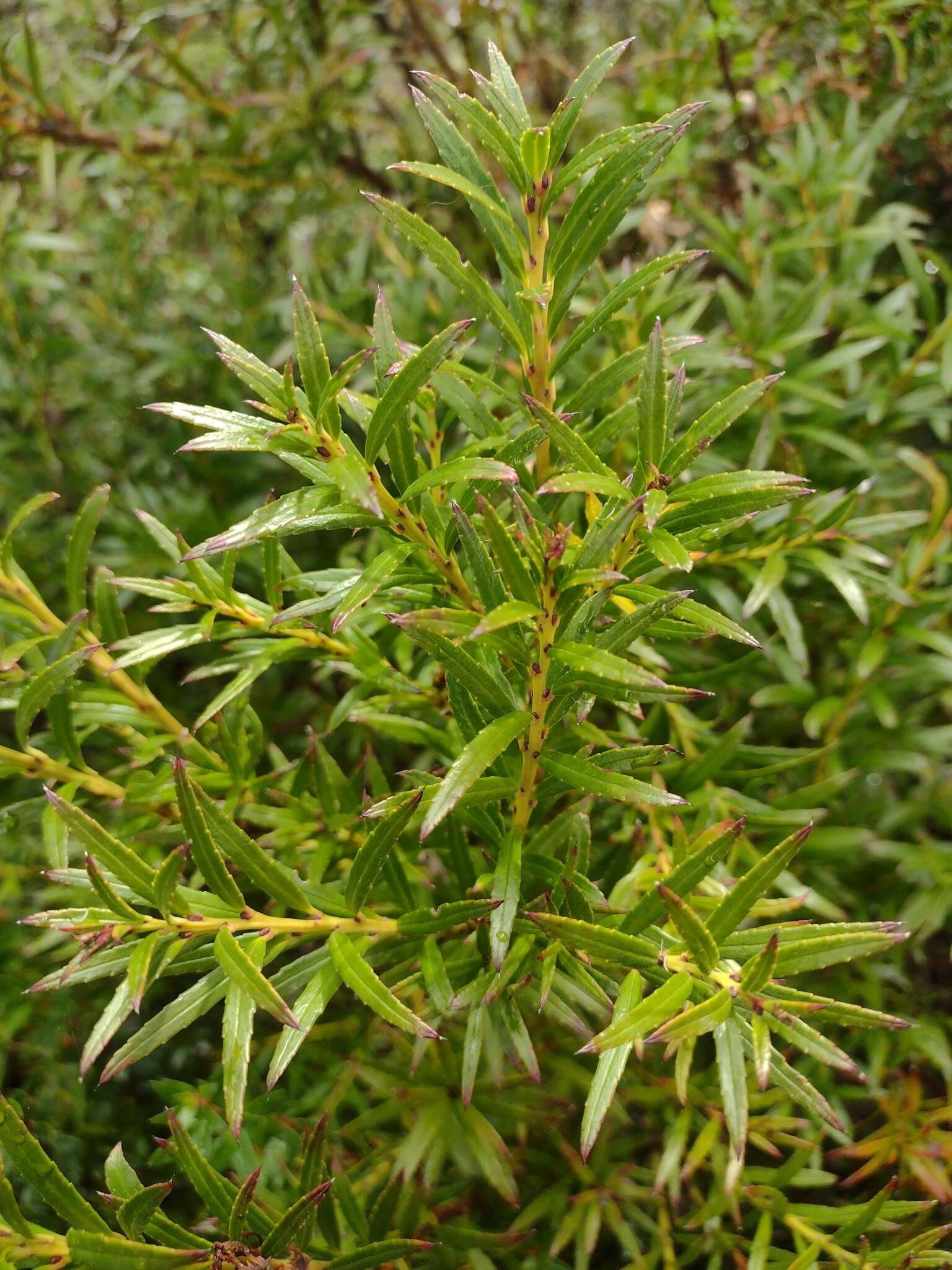 Sivun Gaultheria tenuifolia (R. Phil.) Sleum. kuva