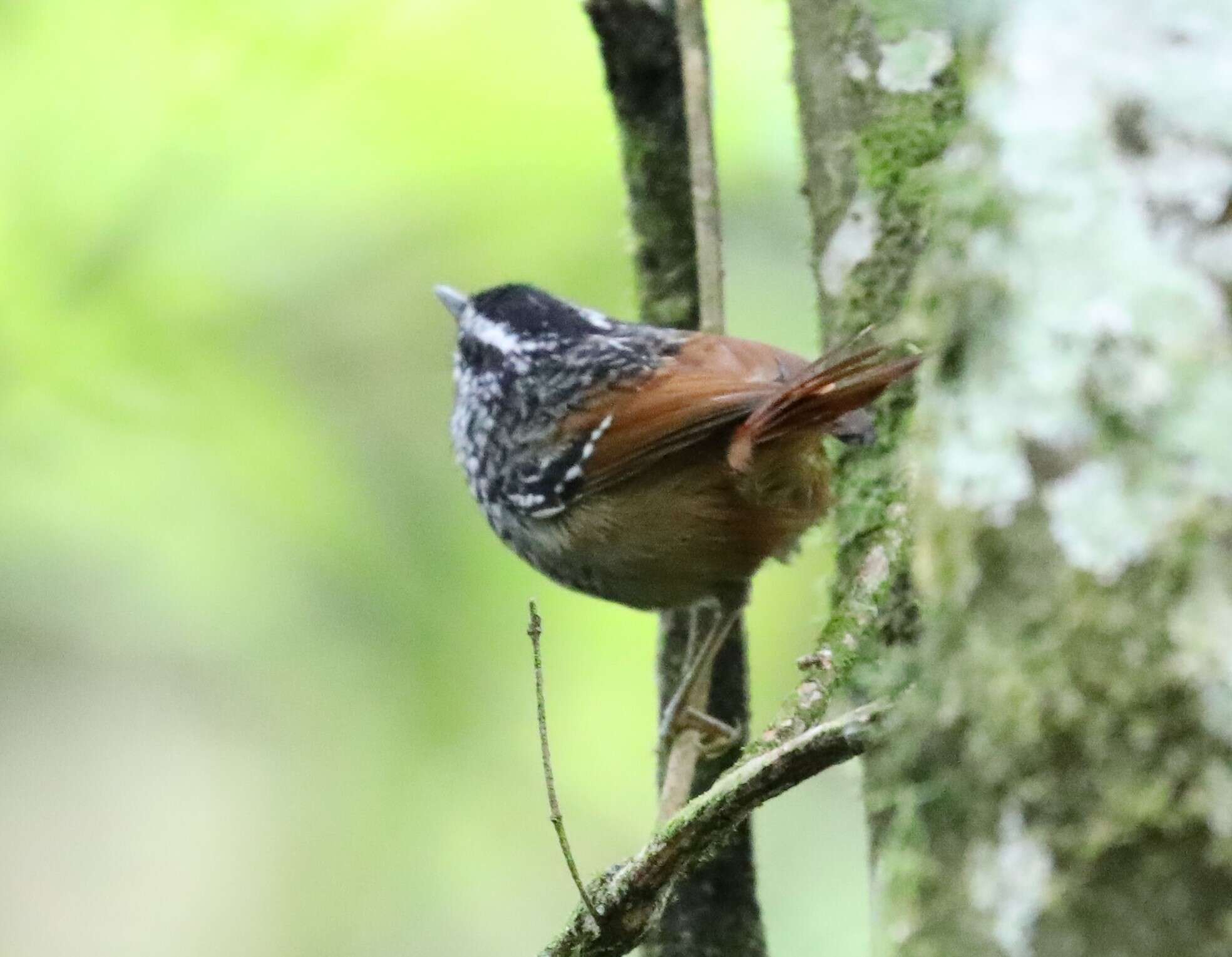 Image of Rufous-tailed Antbird