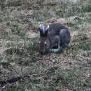 Image de Lepus timidus timidus Linnaeus 1758