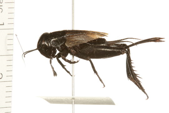 Image of Spring Field Cricket