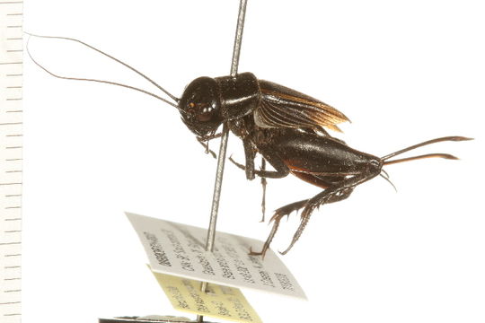 Image of Spring Field Cricket