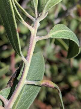 Image of Adams' manzanita