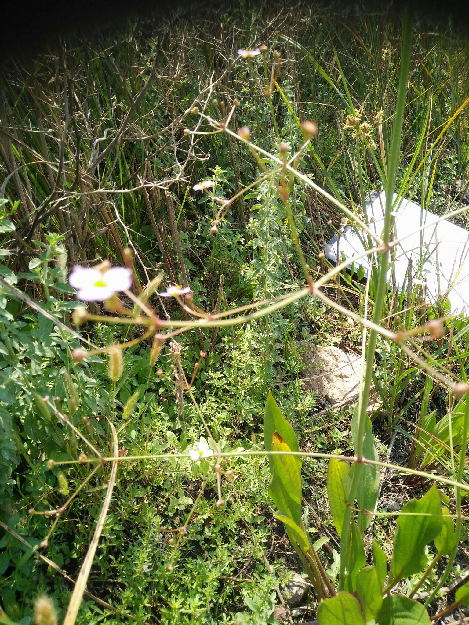 Image of Narrow-leaved Water-plantain