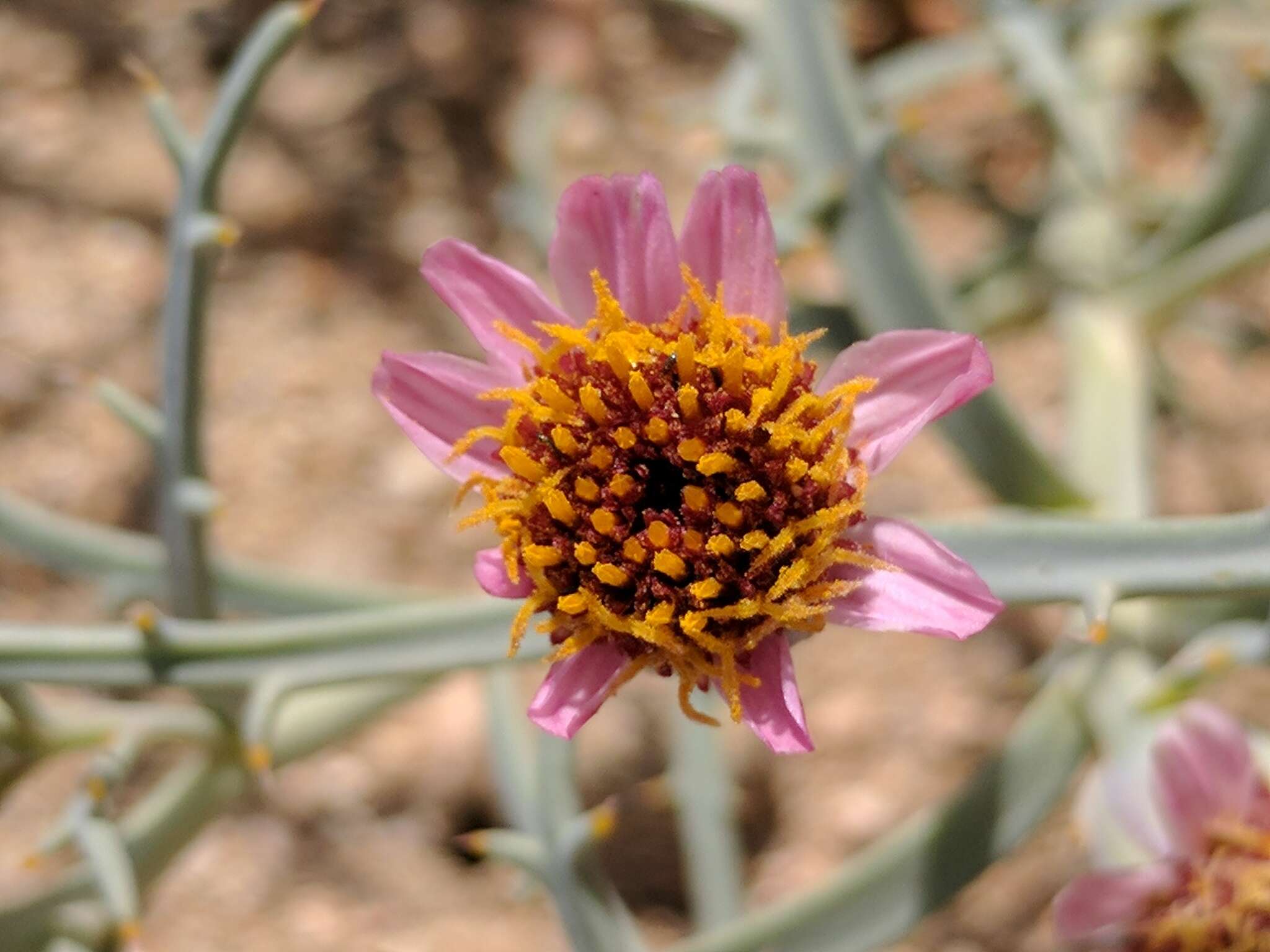 Image of Mojave hole-in-the-sand plant