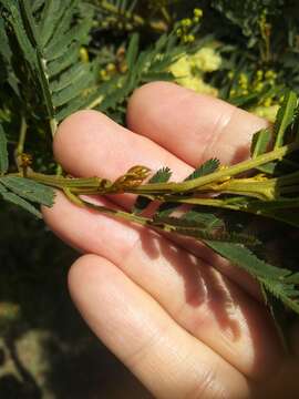 Acacia irrorata Sieber ex Spreng. resmi