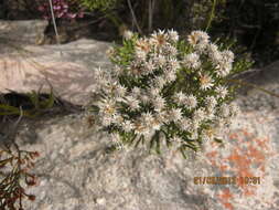 Plancia ëd Dolichothrix ericoides (Lam.) Hilliard & Burtt