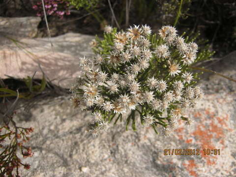 Image of Dolichothrix ericoides (Lam.) Hilliard & Burtt