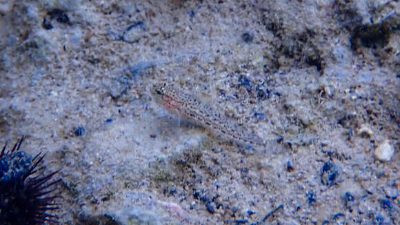 Image of Sarato's Goby