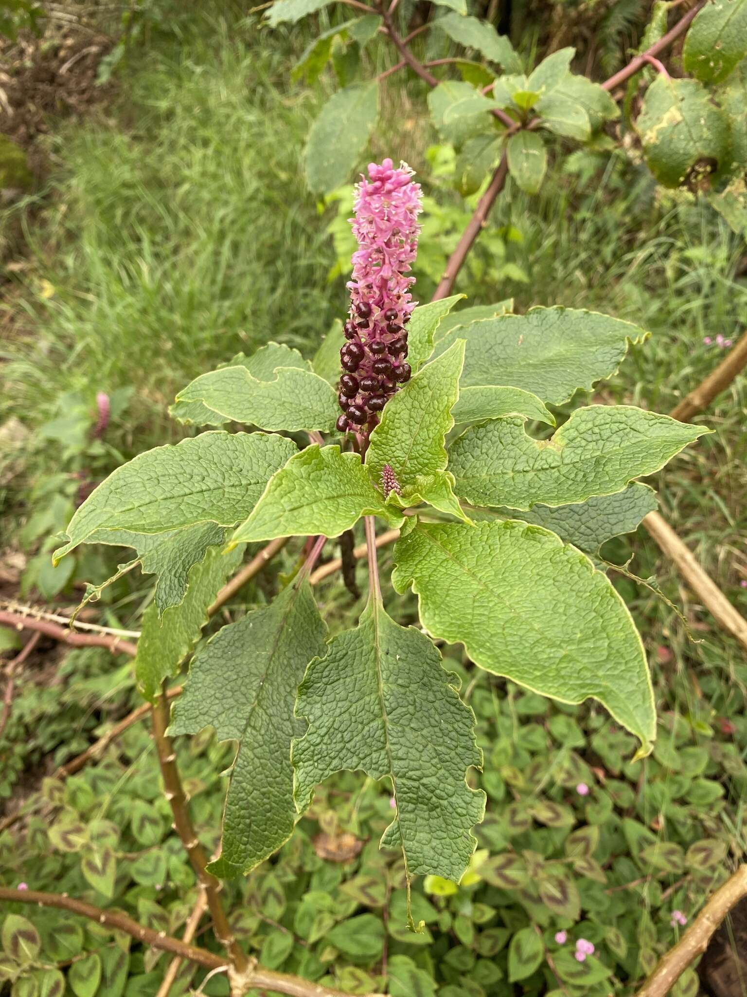 Image of Hawai'i pokeweed