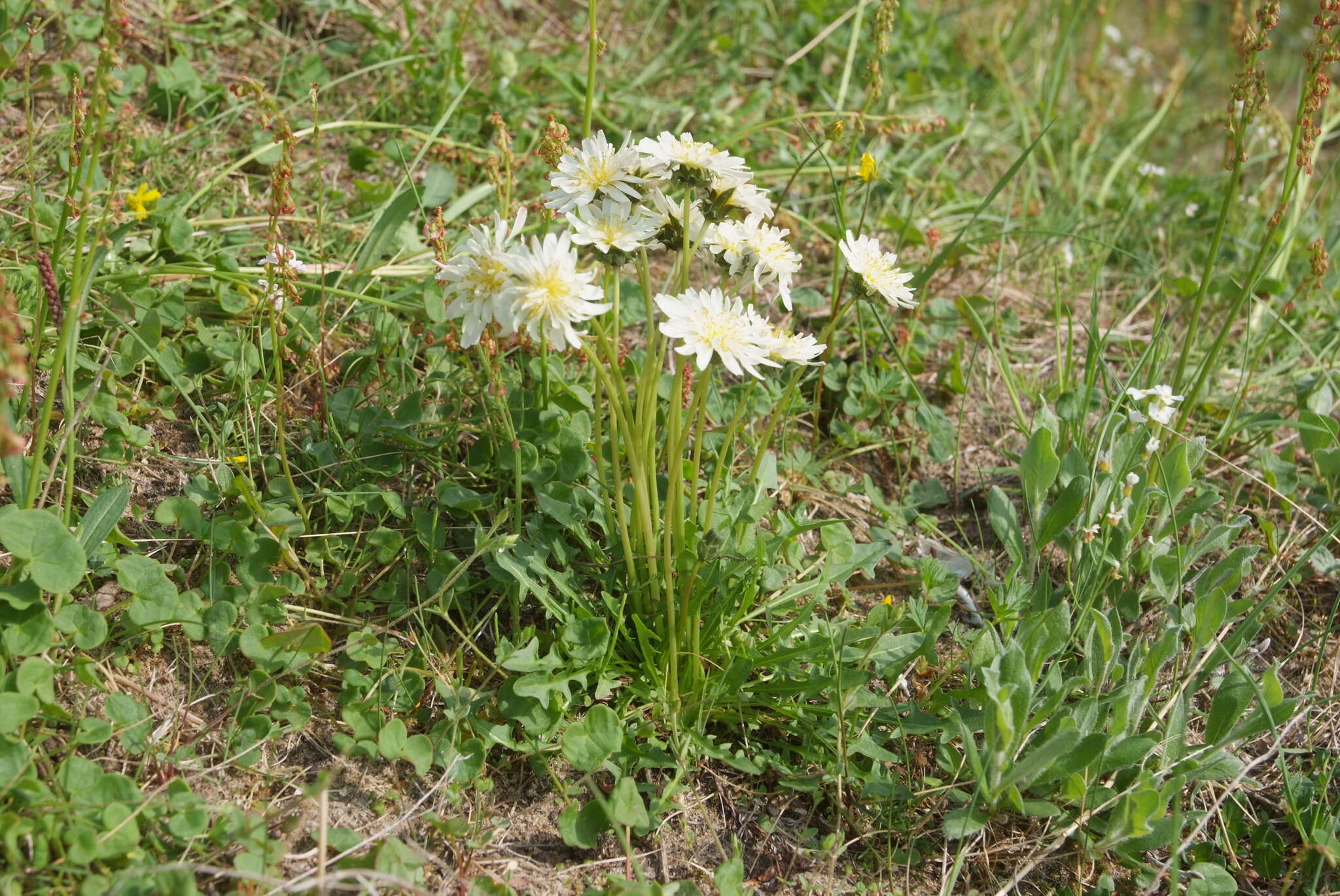 Image of Taraxacum arcticum (Trautv.) Dahlst.