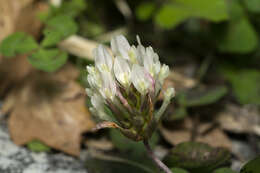 Trifolium clypeatum L.的圖片