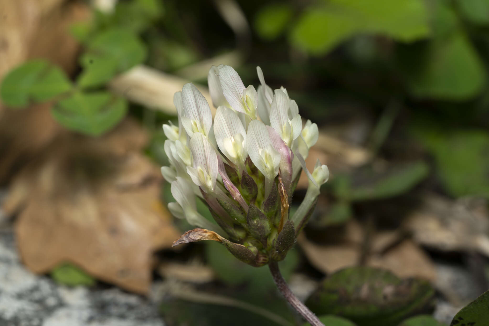 Image of shield clover