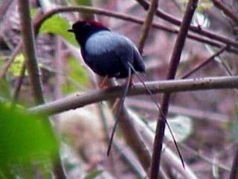 Image of Long-tailed Manakin