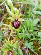 Image of Ophrys sphegodes subsp. sphegodes