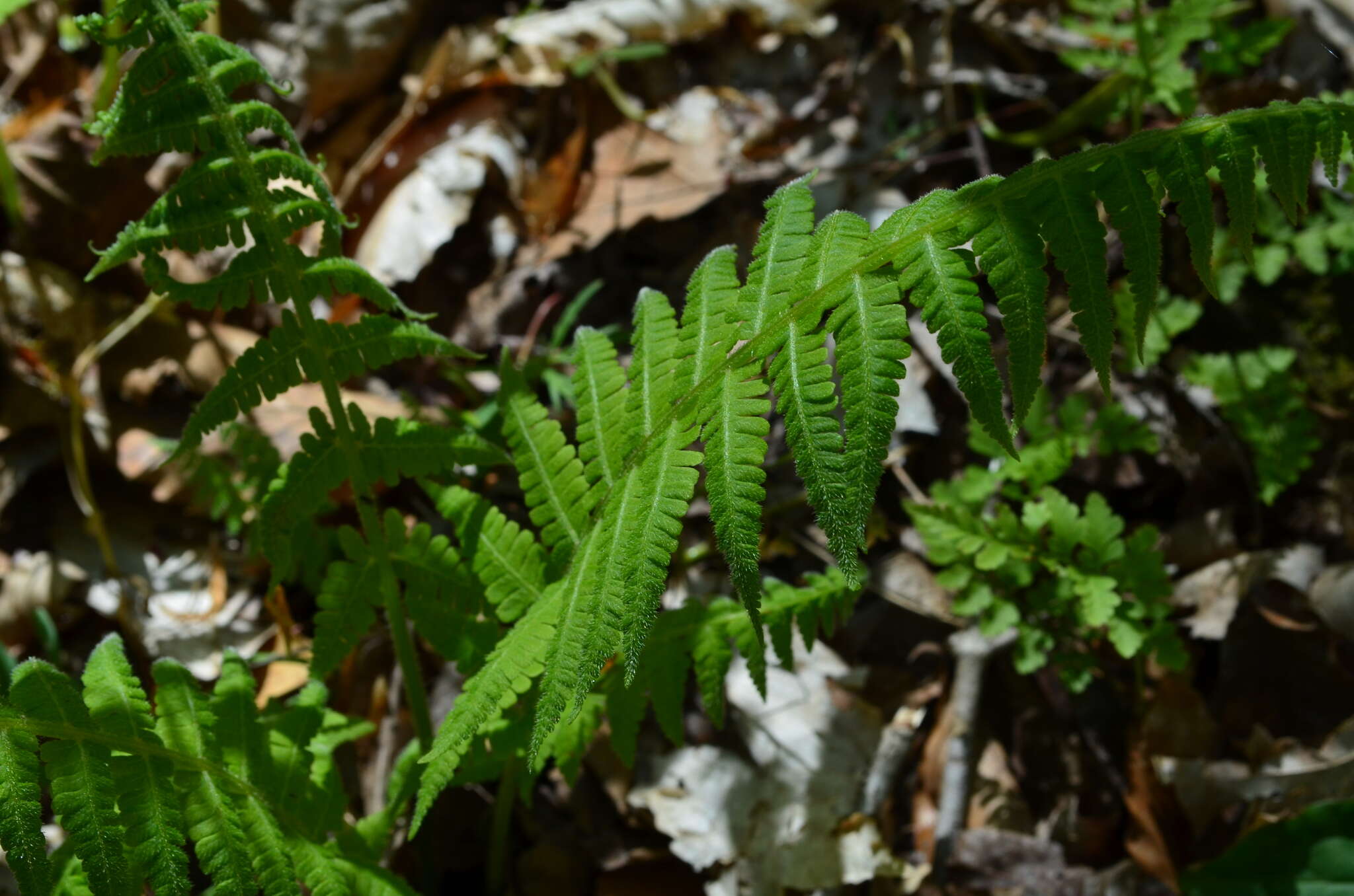 Image of silver false spleenwort