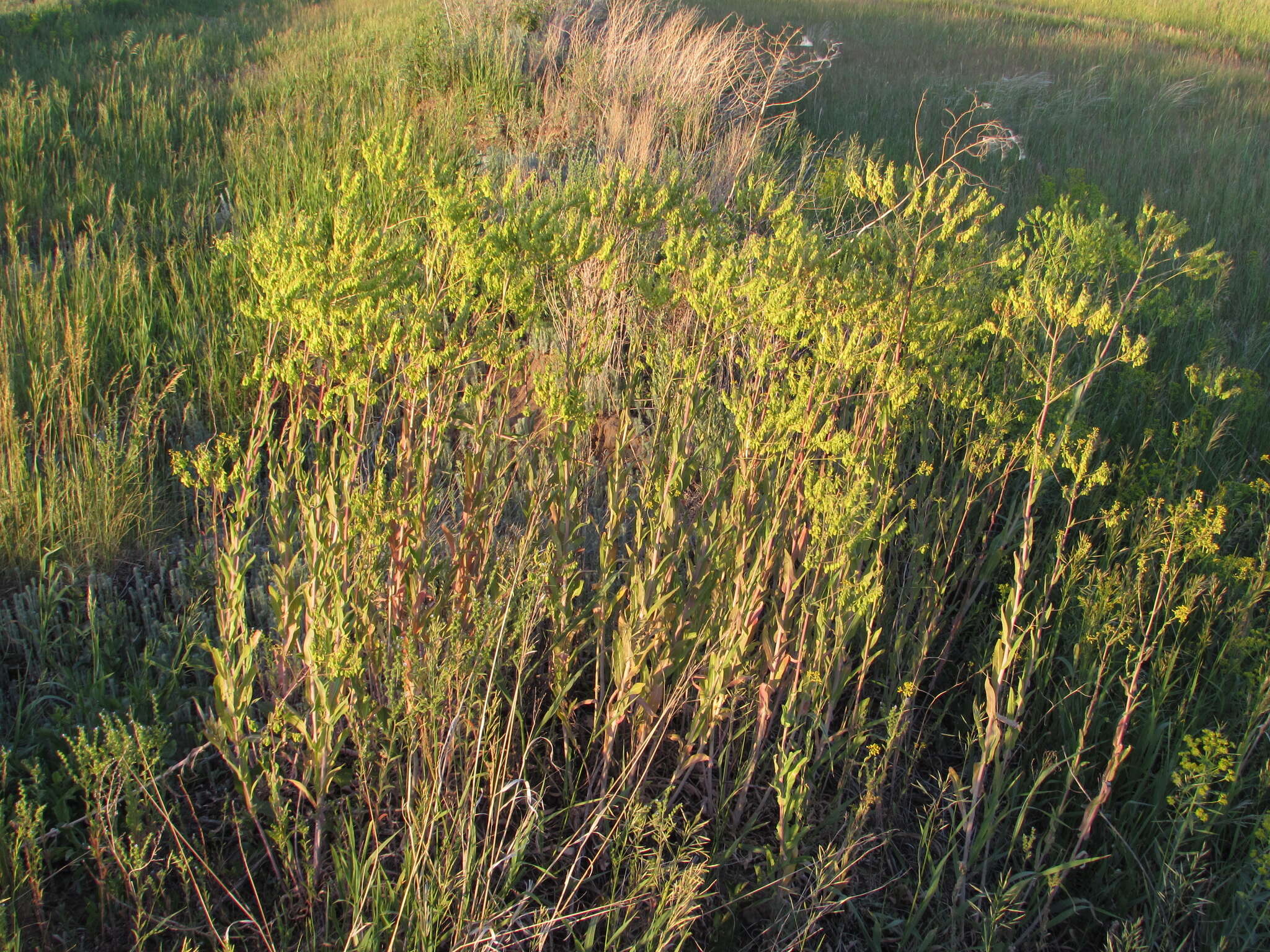 Image of Isatis costata C. A. Mey.