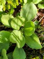 Plancia ëd Celmisia glandulosa var. latifolia Cockayne