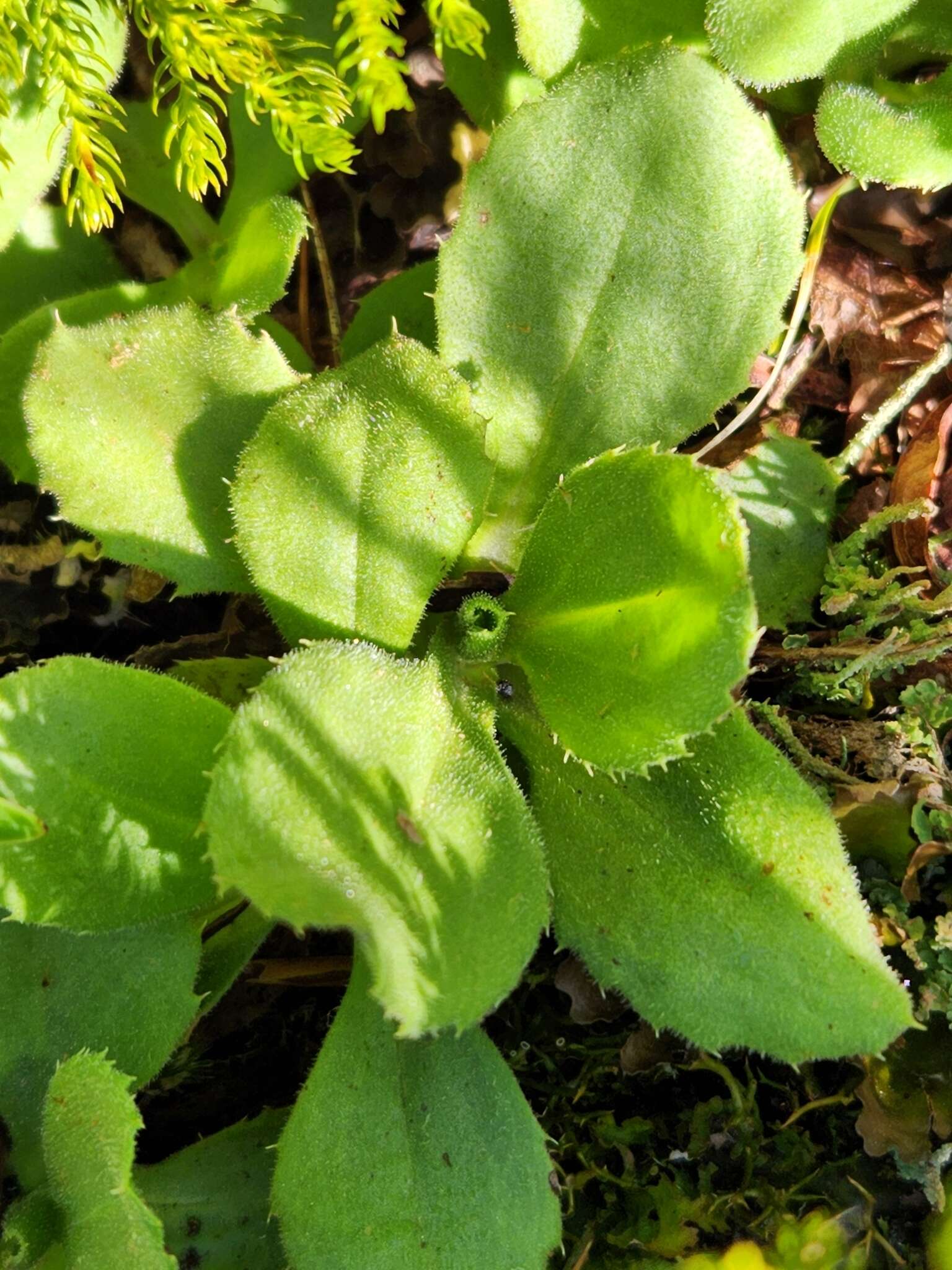 Plancia ëd Celmisia glandulosa var. latifolia Cockayne