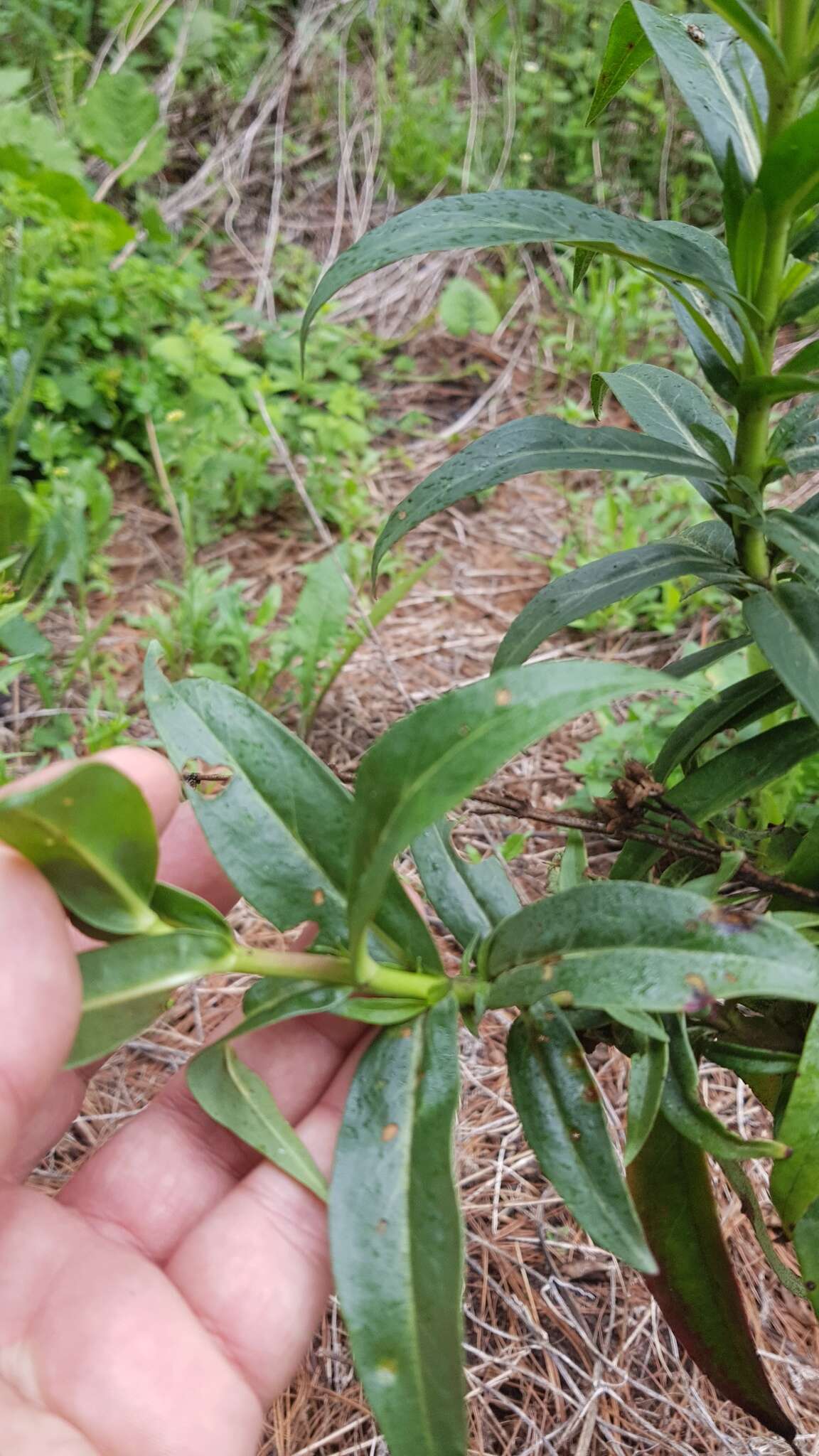 Penstemon gentianoides (Kunth) Poir.的圖片