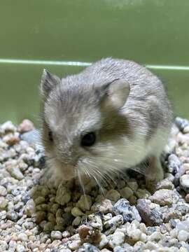 Image of Desert Hamster