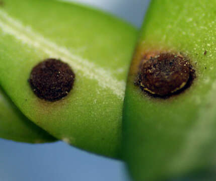 Imagem de Puccinia buxi Sowerby 1809