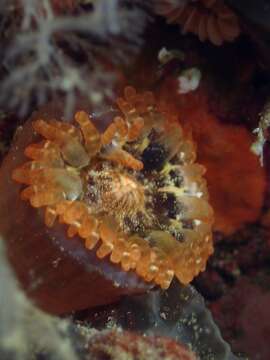 Image of blunt-tentacled anemone