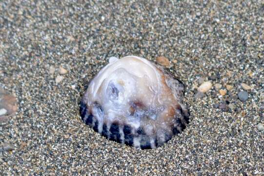 Imagem de Siphonaria gigas G. B. Sowerby I 1825