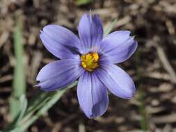 Sisyrinchium ensigerum E. P. Bicknell的圖片