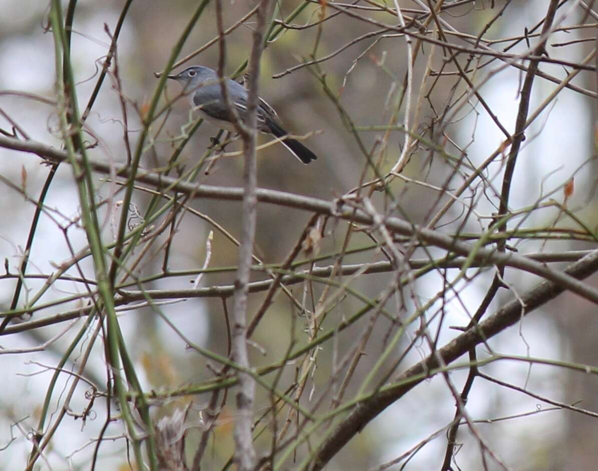 Image of Polioptila caerulea caerulea (Linnaeus 1766)