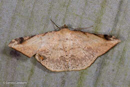 صورة Luxiaria phyllosaria Walker 1860