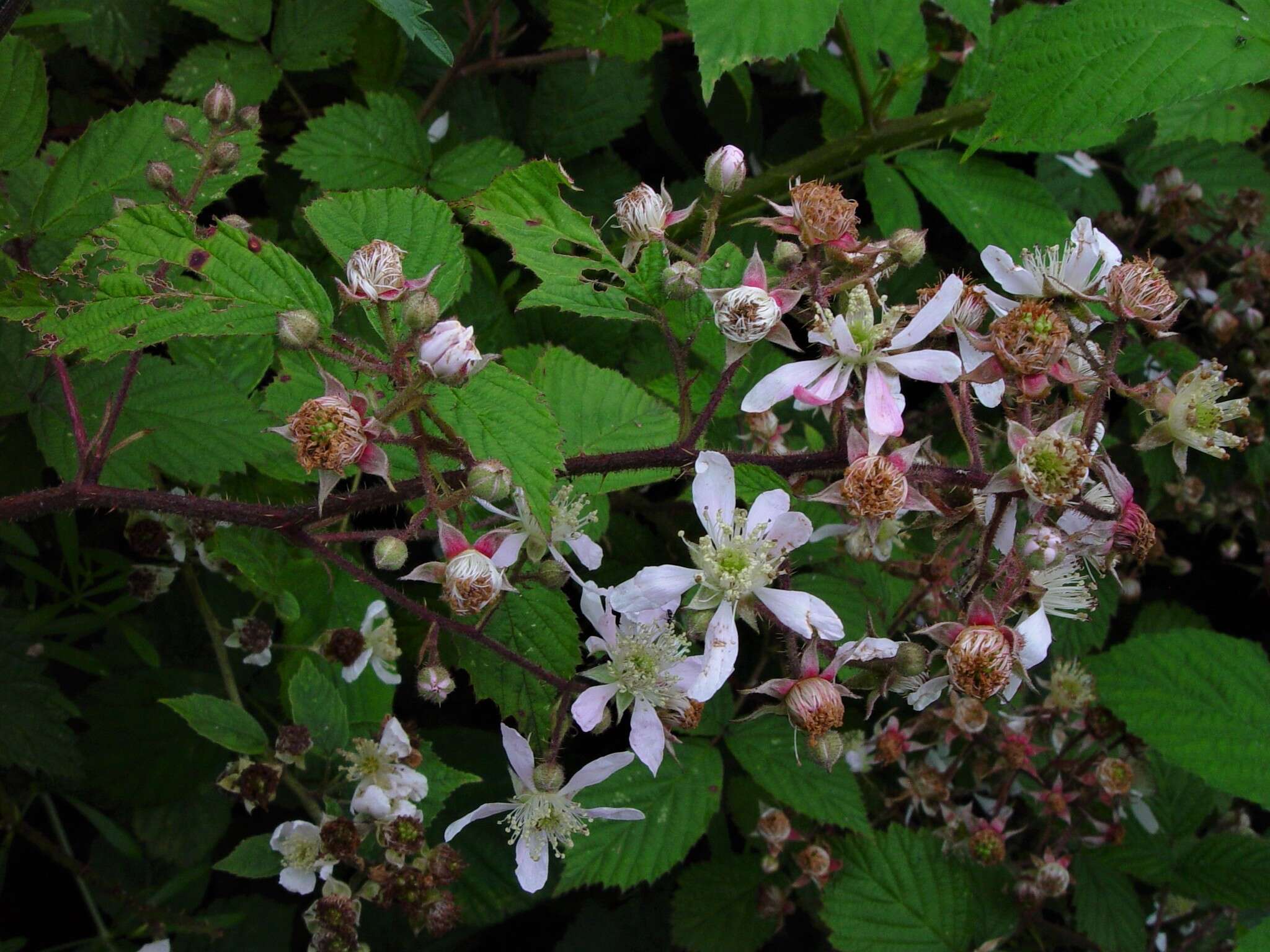 Image of Rubus hylocharis W. C. R. Watson