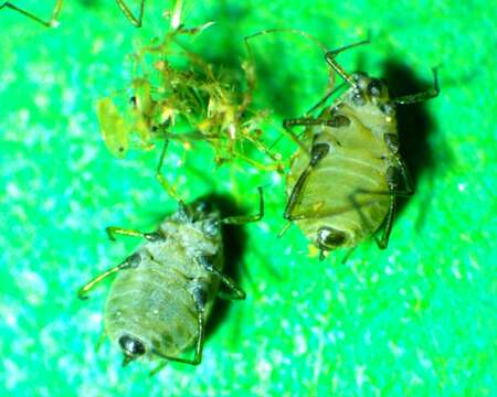 Image of Aphid