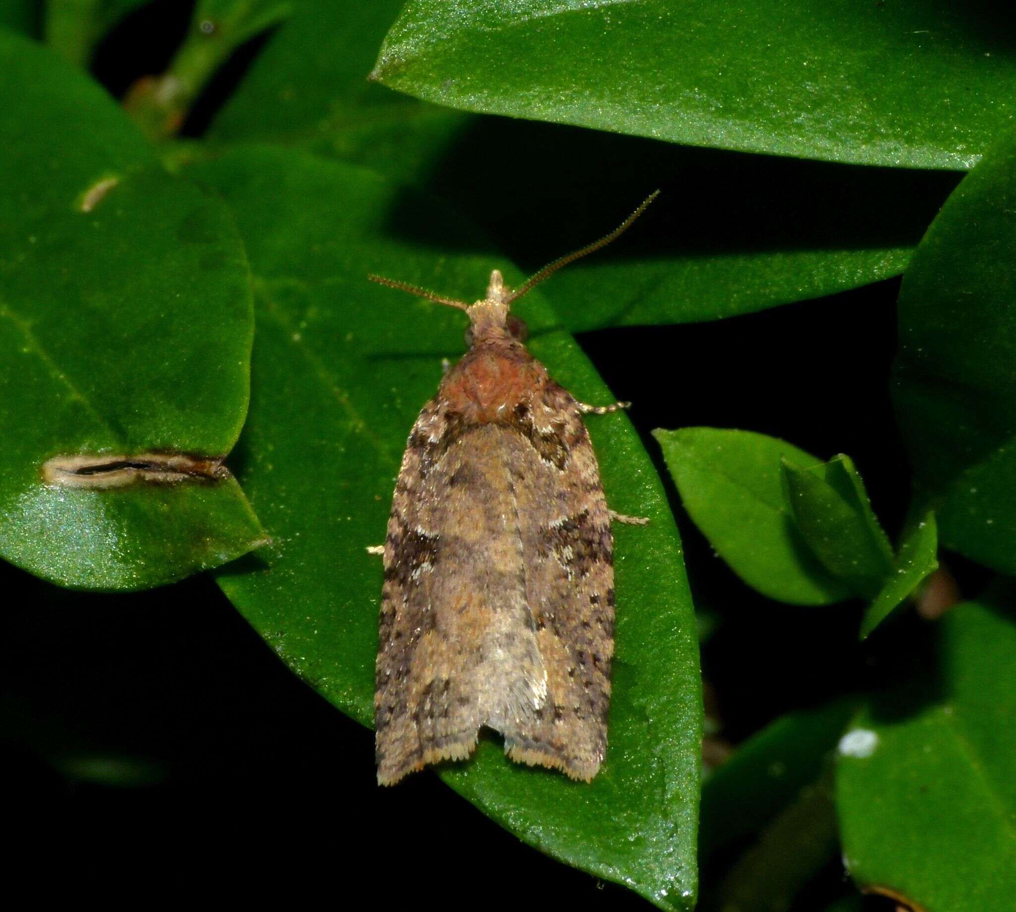 Image of brownheaded leafroller