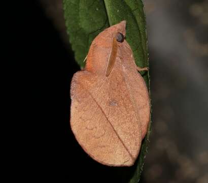 Euthrix isocyma Hampson 1892 resmi