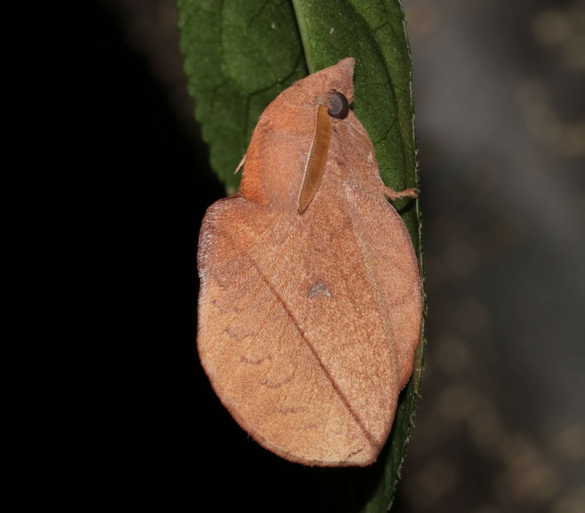 Слика од Euthrix isocyma Hampson 1892