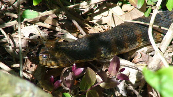 Imagem de Nerodia fasciata fasciata (Linnaeus 1766)