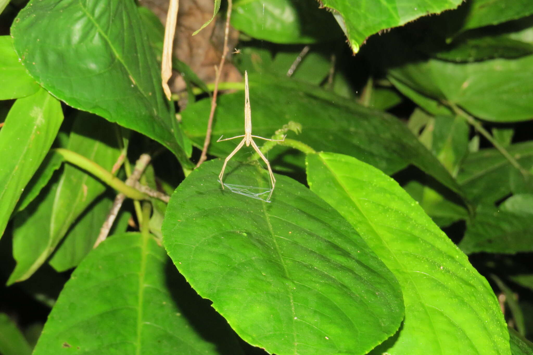 Image of Deinopis longipes F. O. Pickard-Cambridge 1902