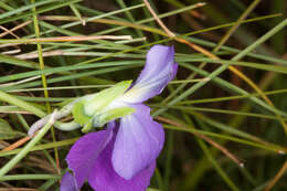 Image of Alpine Pansy